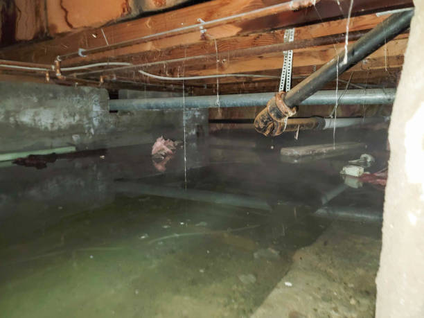 Best Local water damage restoration  in Memphis, TX